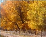 Fall - Taos, New Mexico